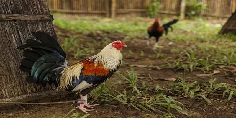 Các kiểu chiến kê được ưa chuộng tại 8S