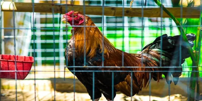 Những nhà cung cấp nổi bật tại đá gà 8S